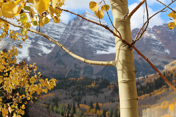 Aspen Maroon Bells in the Fall  I  Forever Butterflies Photography