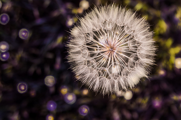Make a Wish  I  Forever Butterflies Photography