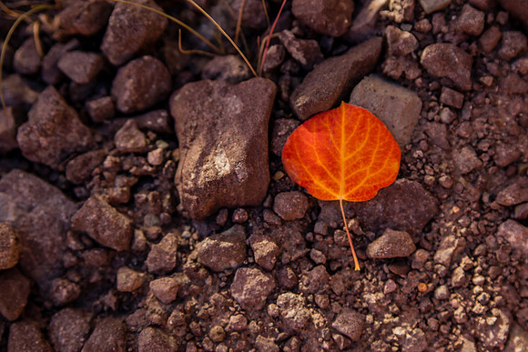 Orange Aspen Leaf  I  Forever Butterflies Photography